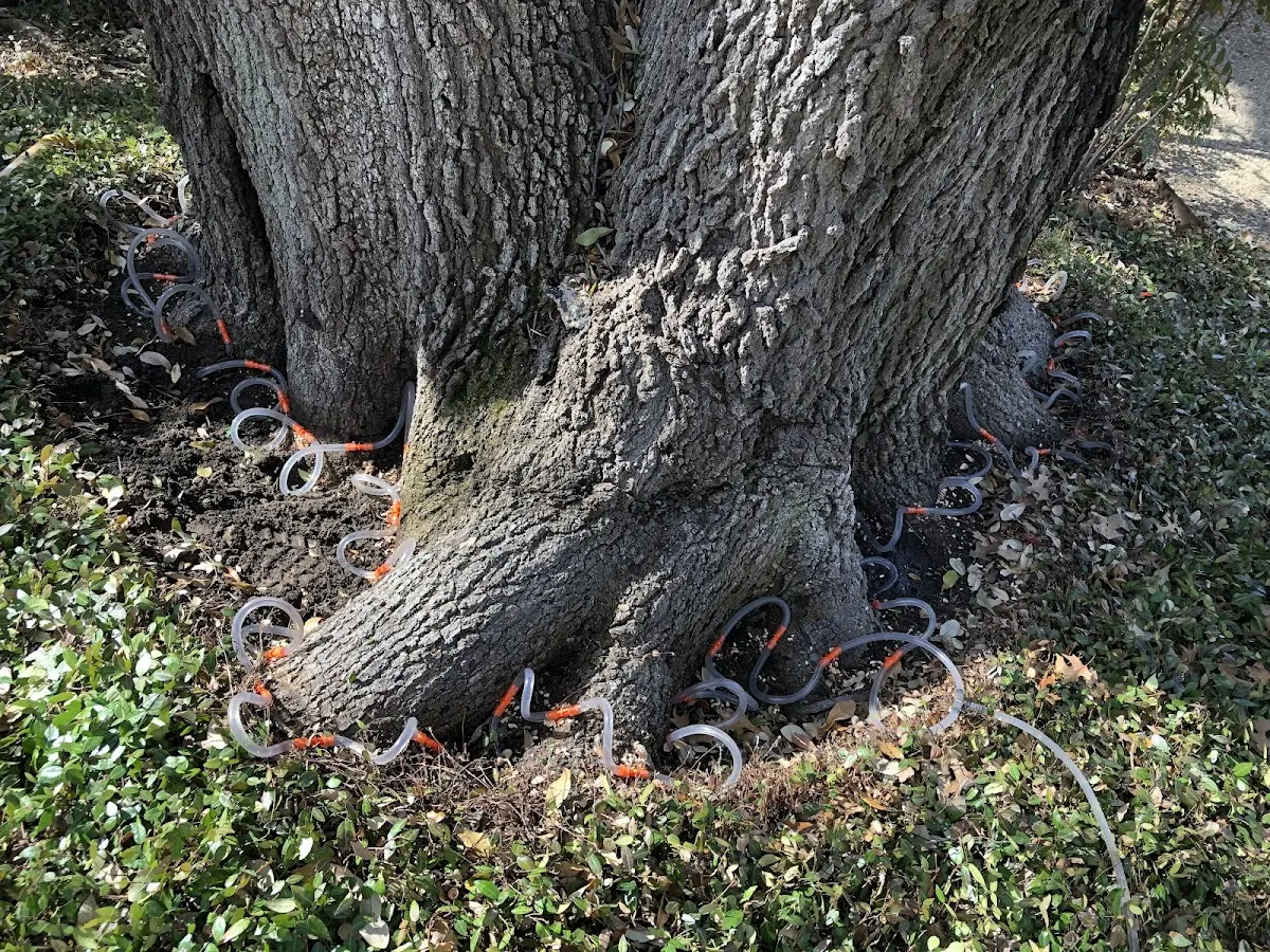 Detailed Tree Cabling and Bracing job site in Venus
